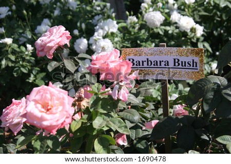 A variety of roses that are called Barbara Bush.