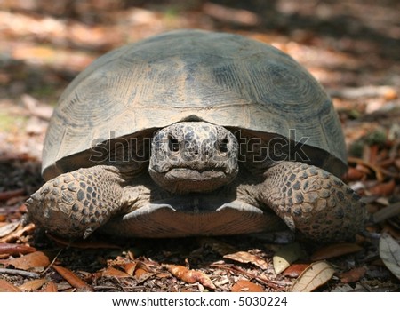 An endagered Gopher Tortoise, Gopherus polyphemus.