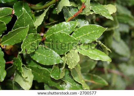 laurel leaves, bay leaf, after the rain