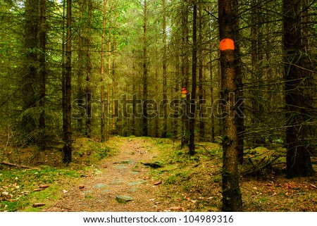 Marked hiking path through dense wood lands