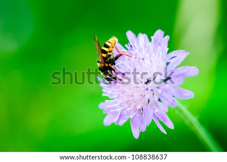 A Hoverfly - Syrphidae, sometimes called flower fly or syrphid fly feeding of a light purple violet flower against green background.