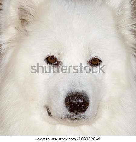 Samoyed dog. Handsome portrait of a sparkling white Samoyed dog with kind brown eyes.