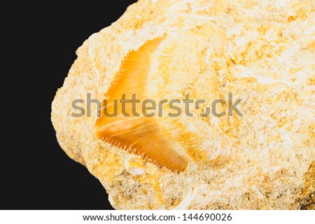 Rock with embedded fossilized shark tooth. Tooth has serrated edges. Isolated on black.