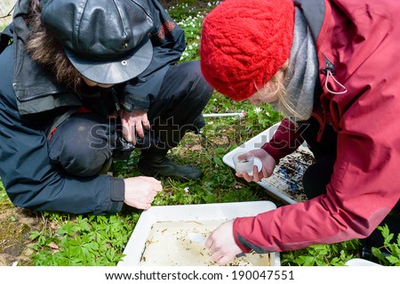 NYBRO, SWEDEN - APRIL 23, 2014: Two persons examining tray with freshwater for small animals.