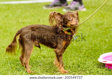 Wet brown papillon dog in leash with unhappy face.
