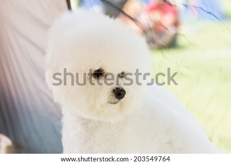 Bichon Frise looking away and out from dog tent.