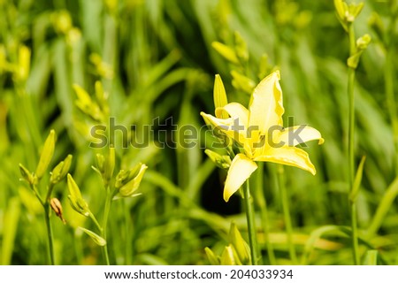 Yellow Day-lily, Hemerocallis lilioasphodelus, in bloom with green background. Also known as Lemon Day-lily or Lemon Lily.