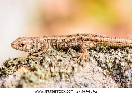 Sand lizard (Lacerta agilis). Wild specimen found on lichen covered rocks warming up in the sun and looking for insects to eat.