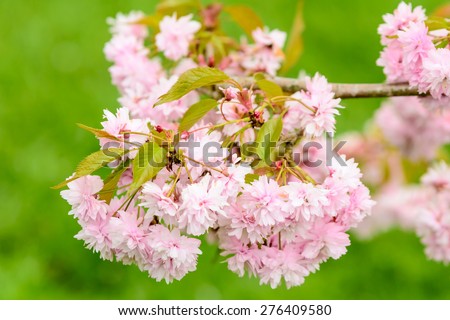 Prunus or cherry blossom in full bloom. Here seen with fresh green leaves in early spring. Green background.