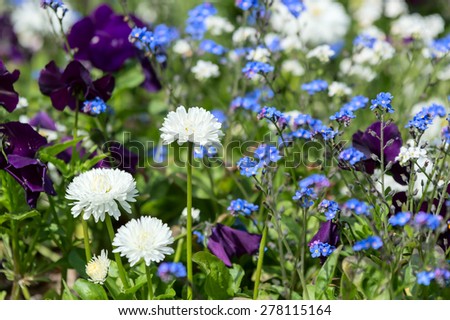 Flowerbed with mixed flowers in white and blue colors. Focus on white flower near center.