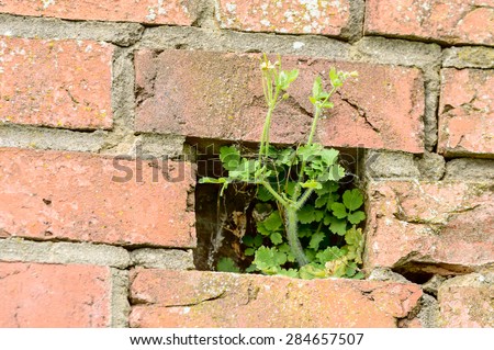 A green flowering plant has started to grow inside a brick wall where one brick is missing.