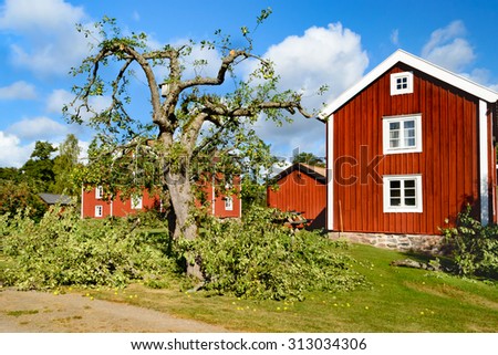 A pruned apple tree with lots of cut branches on the ground. Lovely red wooden house in background. Old times gardening on a fine summer day.