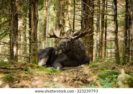 Similar – Image, Stock Photo The moose is fine