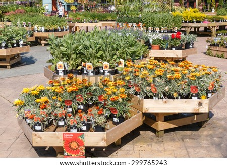 Cheshire, UK - June 15th 2015:  Flowers and plants for sale at the Notcutts owned Woodford Park garden centre at Woodford, Cheshire