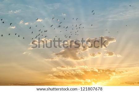 Sunrise with birds flying