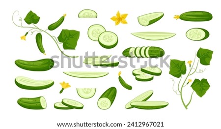 cucumbers. cartoon vegetable vegan plants collection, organic natural nutrition, agriculture vegetarian harvest green vegetables. vector cartoon items collection.