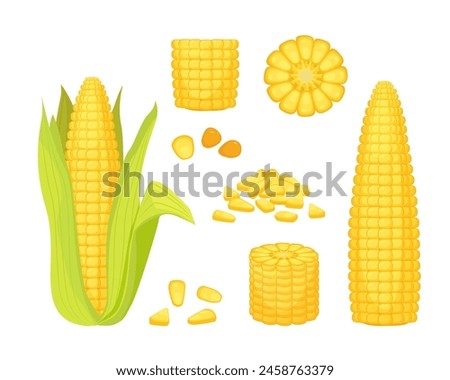 corn. golden corn, natural vegetables bunch of corns collection, summer farm harvest vegetation, healthy yellow organic corns set. vector cartoon set with isolated objects.