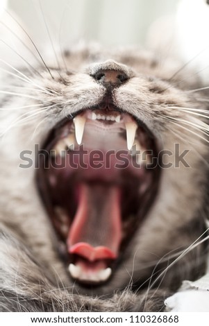 yawning grey beautifull  home cat