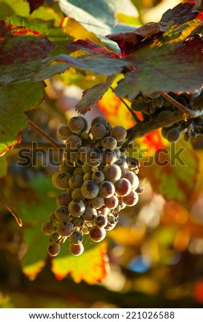 Dark grapes for wine on canes, sand wine from France