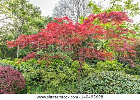 Red-leafed bonsai tree of people\'s park in people\'s square shanghai  in republic popular of china