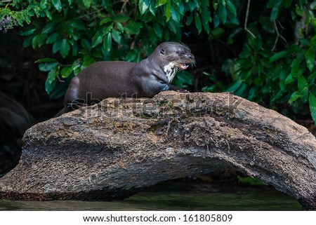 Giant otter standing on log in the peruvian Amazonian jungle at Madre de Dios