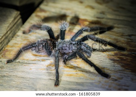 black tarantula in the peruvian Amazonian jungle at Madre de Dios