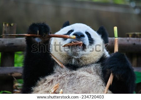 one giant Panda bear eating bamboo roots in Chengdu Sichuan China