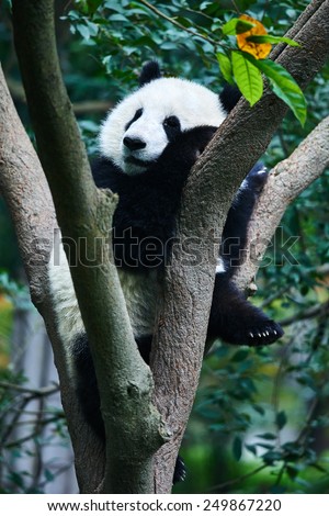 one Panda bear Bifengxia base reserve Sichuan China