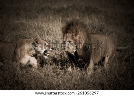 lion couple in the masai mara reverse in kenya africa