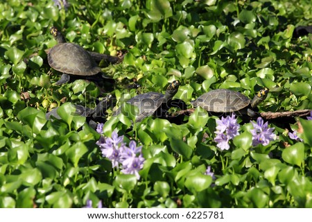 four water Painted Turtle Chrysemys picta in  a line on a bed of water lily