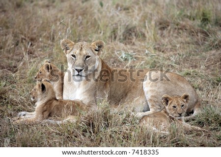 female Lion and lion cub in the Masai Marra reserve in Kenya Africa
