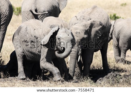 young of herd of elephants using mud to protect them from the heat ,Elephantidae, in the bush of the masai reserve in kenya africa