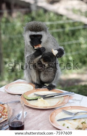 Vervet Monkey Chlorocebus steeling food in the masai mara reserve in kenya africa