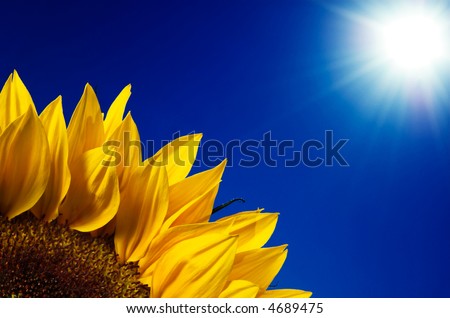 Sunflower leaves under hot sun