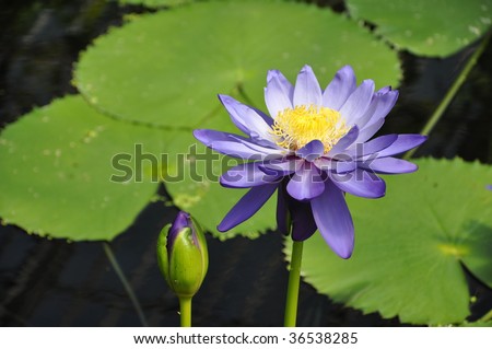 Blue flower on water lily