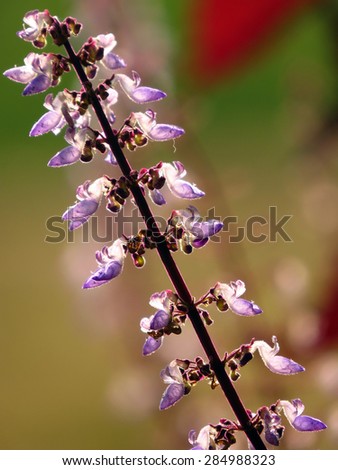Tiny lavender colored tropical flowers on a stem of a plant in the wild jungles of India.