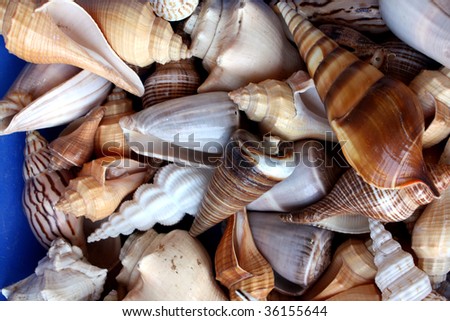 A background with a view of sea shells / conches in various designs and colors.