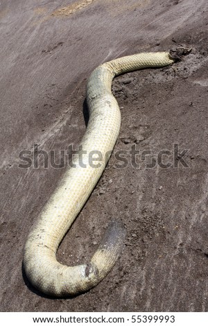 A dead sea-snake / eel, dead on a beach due to oil spill in the polluted sea.