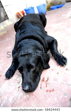 A sick black labrador dog on the floor.