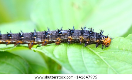 a caterpillar eating a leaf