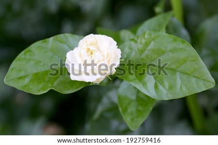 jasmin flowers in full bloom, Gardenia Jasmine flower