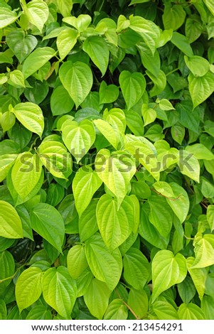 Green betel leaf in the park