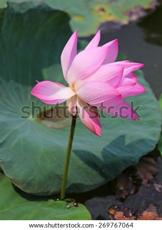 Bloom of Lotus flower and Lotus flower plants