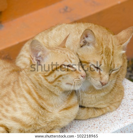 Two cats sleep