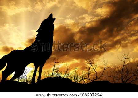 Wolf Howling At The Sunset Stock Photo 108207254 : Shutterstock