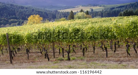 A panoramic view of a Willamette Valley vineyard in Oregon\'s Willamette Valley wine country with a neighboring vineyard seen in the distance.