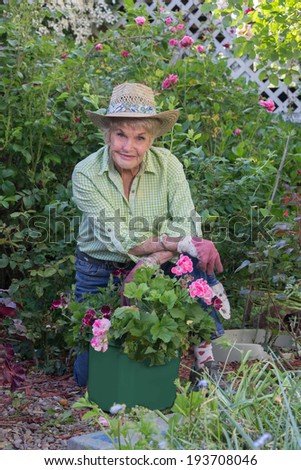 A ninety year-old woman gardener pauses from her task of transplanting a container of pink geraniums, perhaps to share a bit of gardening wisdom.