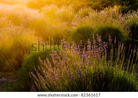 A burst of hazy golden sun bathes a lavender field just before sunset with a large lavender plant in the foreground.