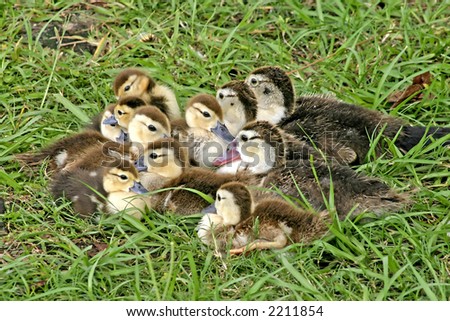 mixed age group of ducklings