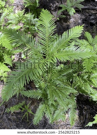 Similar – Image, Stock Photo Fern Fan Forest Bushes